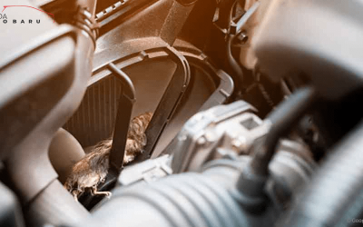 Cara Ampuh Usir Tikus Di Mesin Mobil